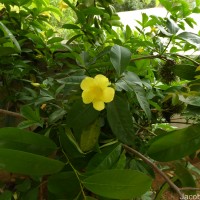Allamanda schottii Pohl